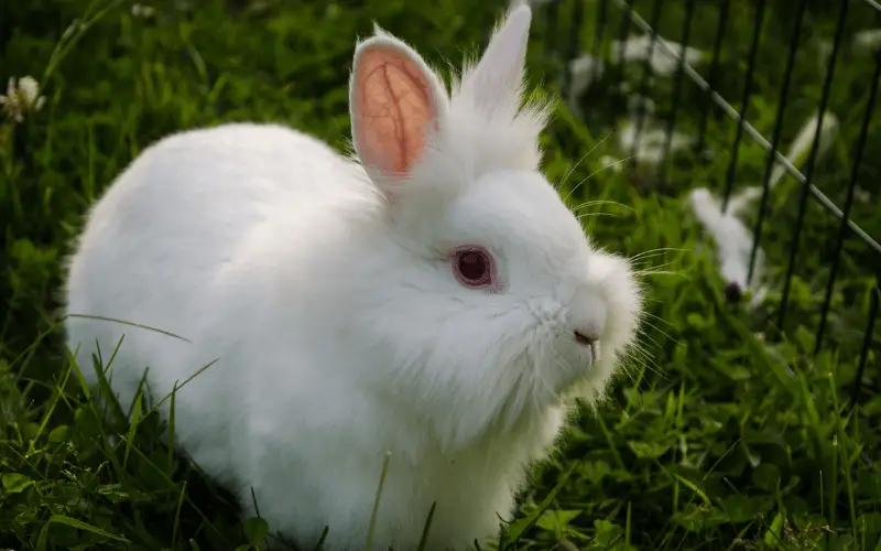 What Breed Of Rabbit Lives The Longest | Lionhead Rabbits