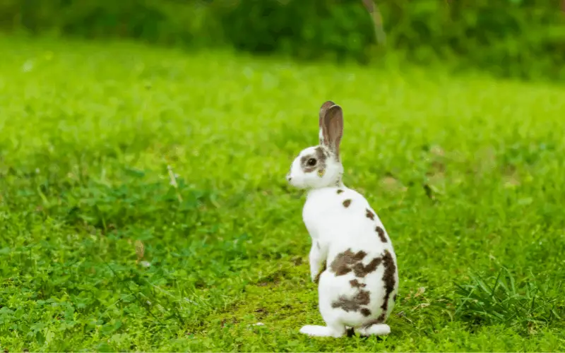 What Breed Of Rabbit Lives The Longest | Mini Rex Rabbits