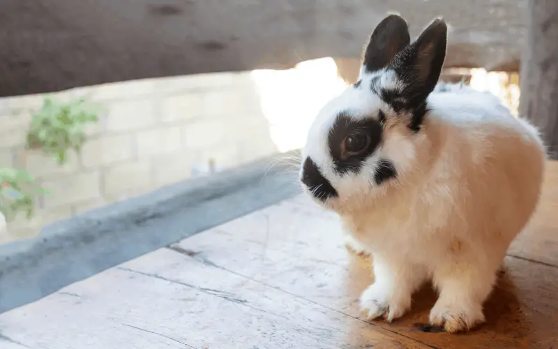 What Breed Of Rabbit Lives The Longest | Netherland Dwarf Rabbits