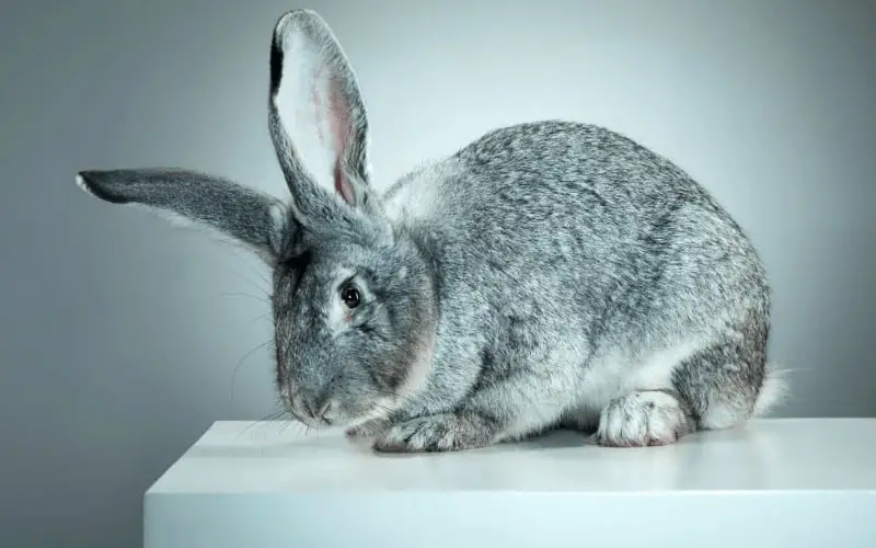 Popular Rabbit Breeds and their Lifespan