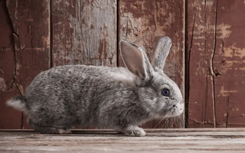 What Breed Of Rabbit Lives The Longest