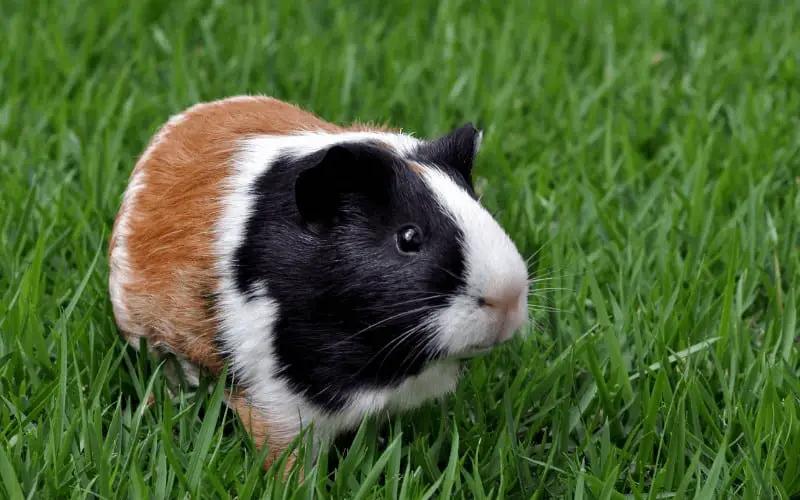 What Does it Mean When a Guinea Pig Vibrates