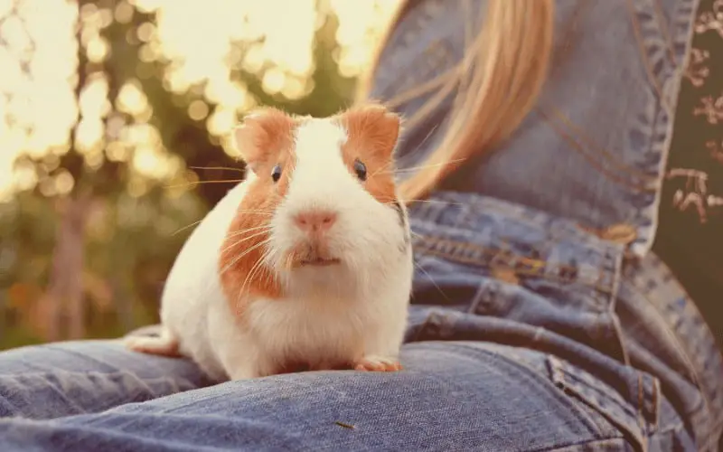 What Makes Guinea Pig to Chirp