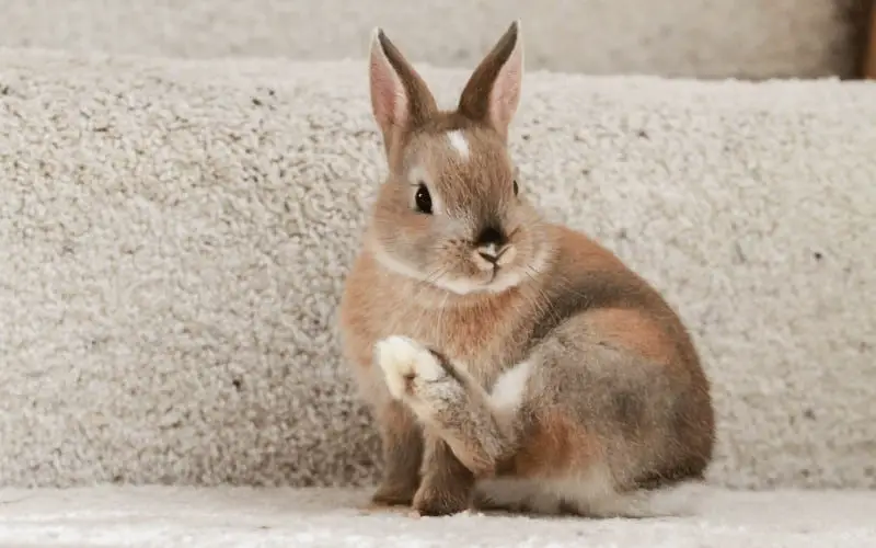 Netherland Dwarf Rabbit Facts | Facts about Netherland Dwarf Rabbits