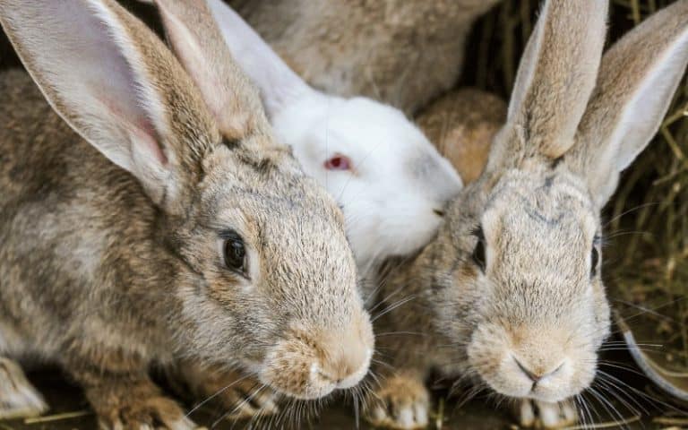 Can Rabbits Live Outside In Winter?