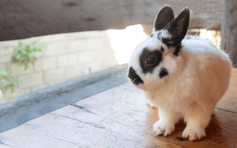 How Long Do Netherland Dwarf Rabbits Live