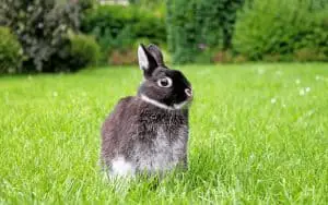 Netherland Dwarf Rabbit Facts | Netherland Dwarf Rabbit Care