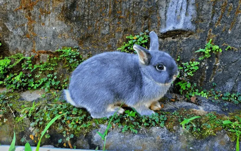 Netherland Dwarf Rabbit Facts