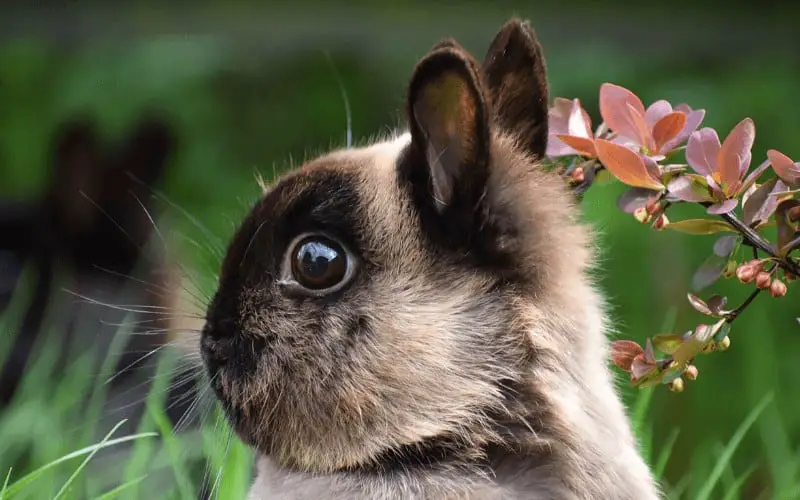 Netherland Dwarf Rabbits Lifespan