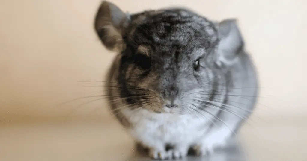 Are Chinchillas Good Pets for Beginners