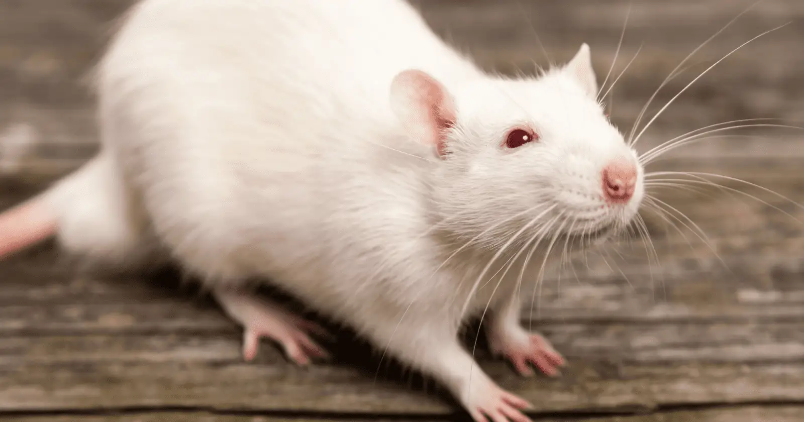 Are Rats Good Pets?
