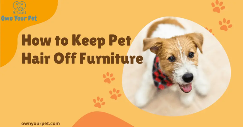 how to keep pet hair off furniture