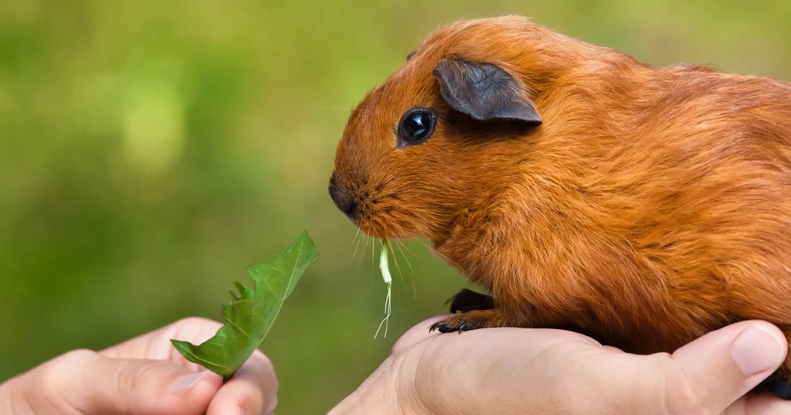 Dos and Don'ts of Feeding My Guinea Pig