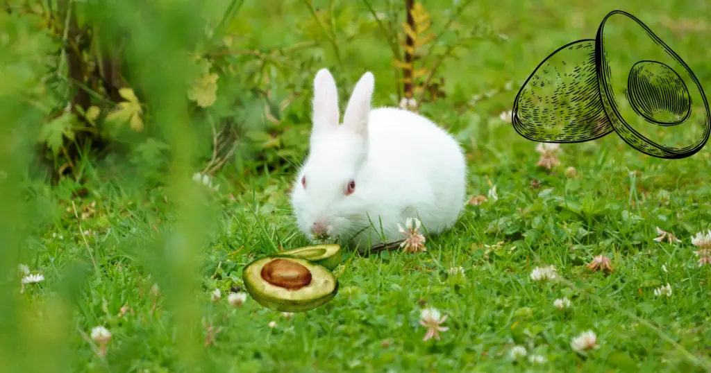 Can Rabbits Eat Avocados