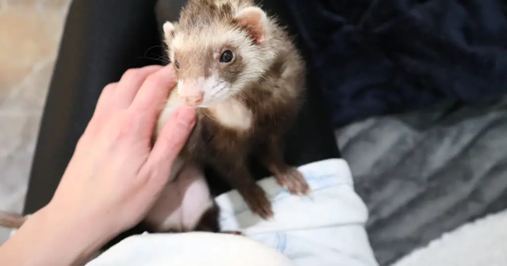 Fun Facts- Do Ferrets Make Good Pets: The Pros and Cons
