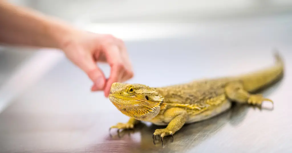 15 Best Pet Lizards For Beginners