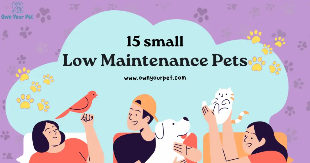 15 Small Low Maintenance Pets