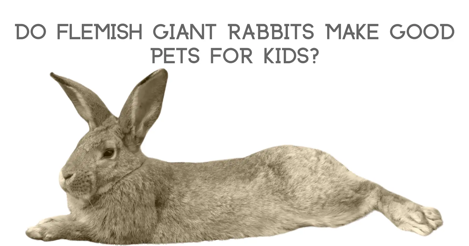 Do Flemish Giant Rabbits Make Good Pets For Kids?