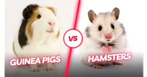 Guinea Pigs vs Hamsters | Guinea Pigs vs Hamsters Similarities and Differences