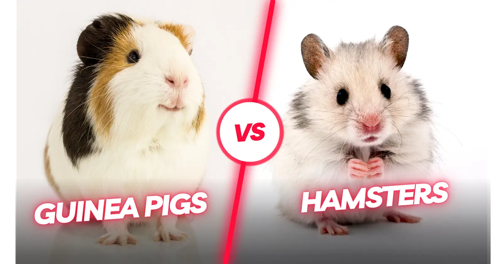 Guinea Pigs vs Hamsters: Similarities and Differences