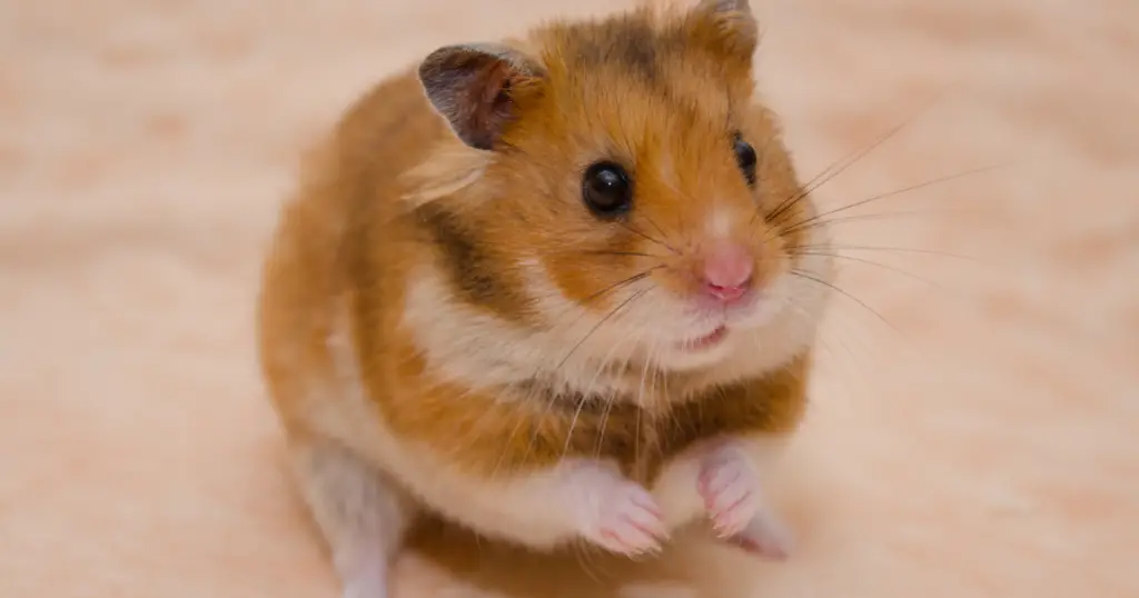 How Low Do Hamsters Live?