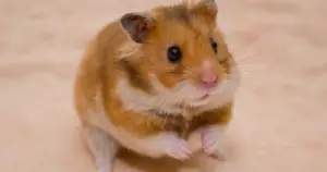 How Low Do Hamsters Live | How Low Do Hamsters Live