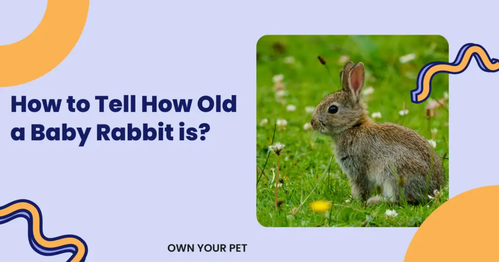 How to Tell How Old a Baby Rabbit is?