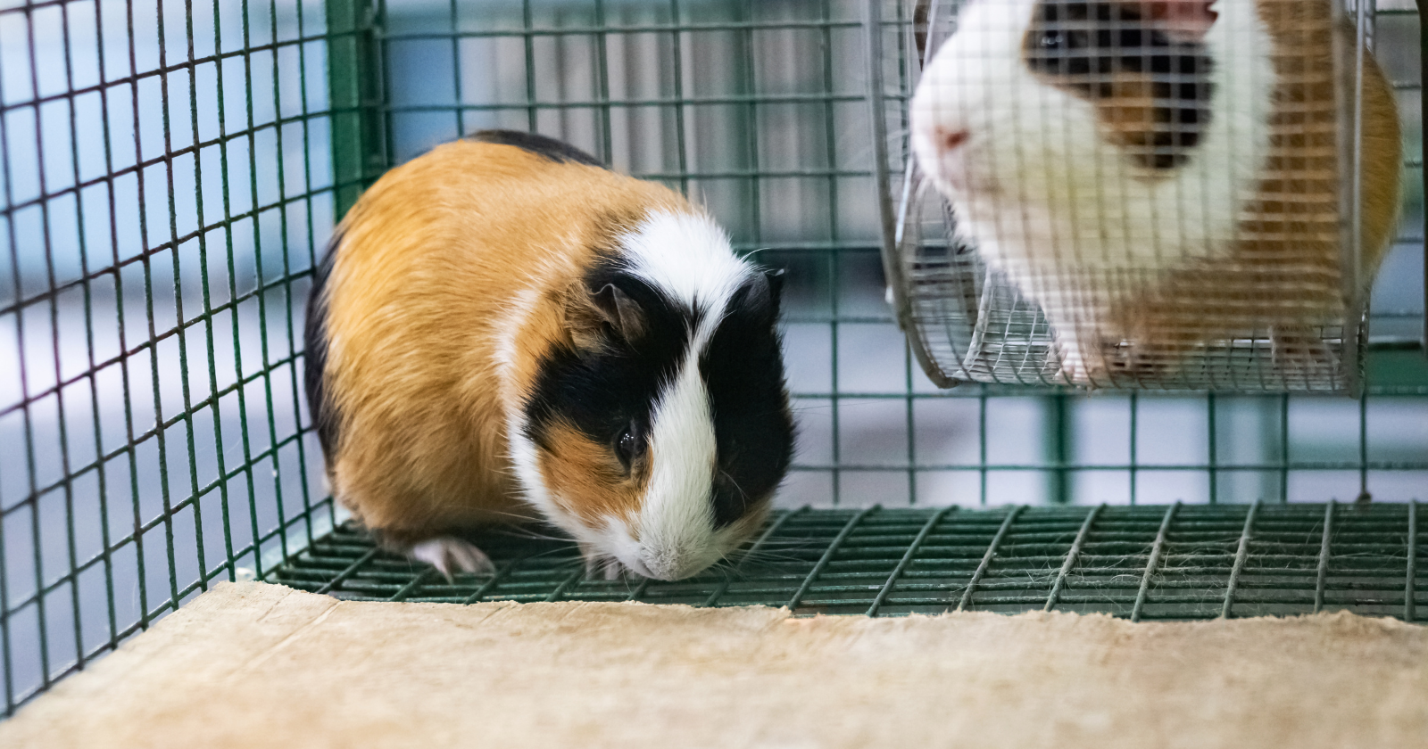 The 5 Best Guinea Pig Cages
