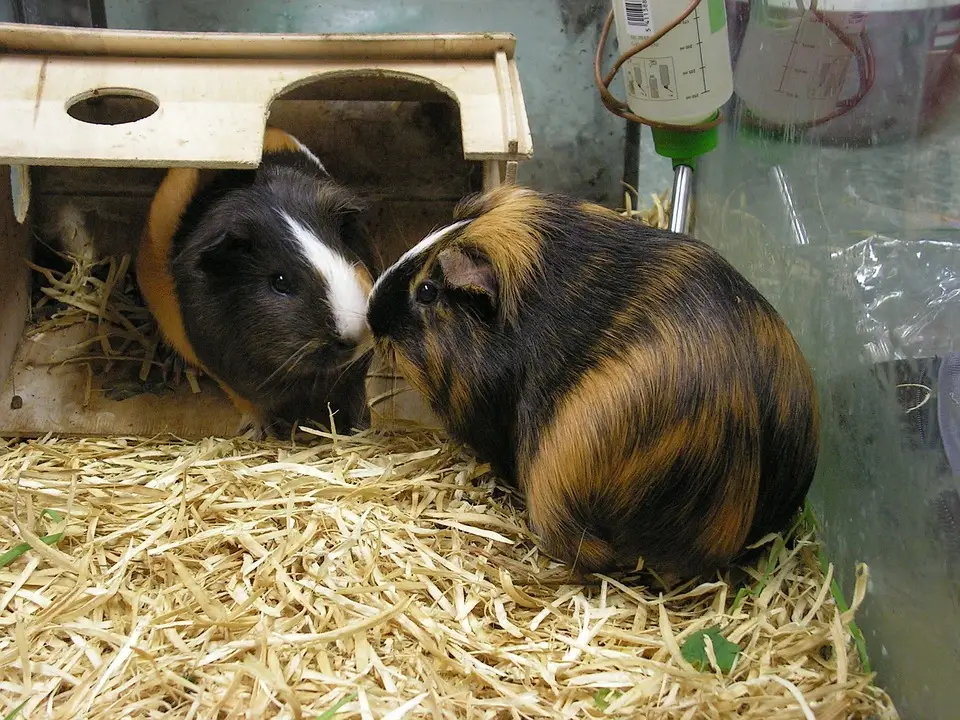 Male vs Female Guinea Pigs: Similarities and Differences