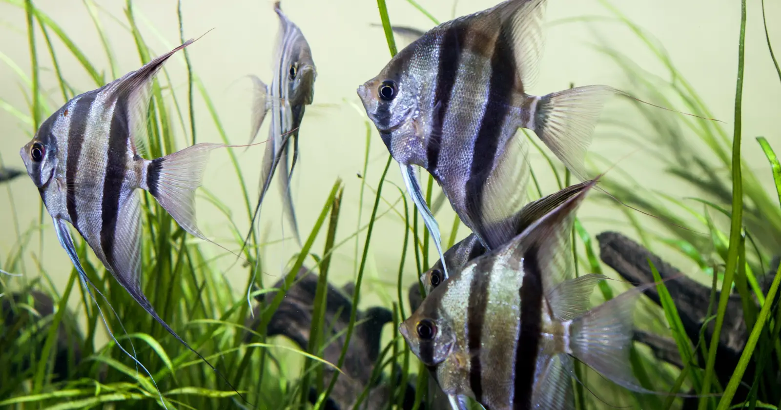 15 Best Pet Freshwater Fish For Beginners