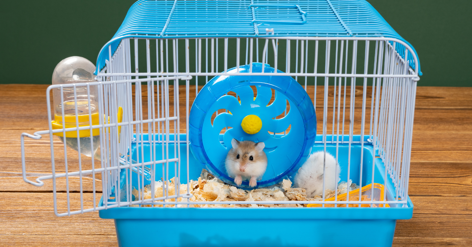 The 3 Best Hamster Cages