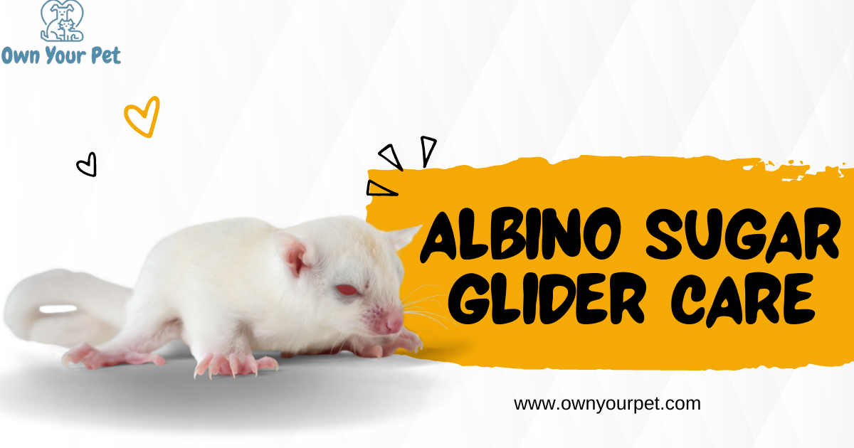 Albino Sugar Glider care