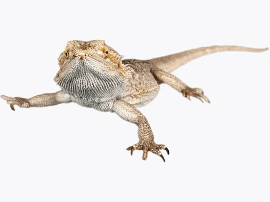 How Big Does a Bearded Dragon Get (1)