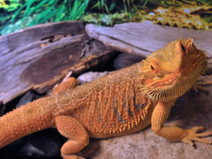 How Big Does a Bearded Dragon Get 