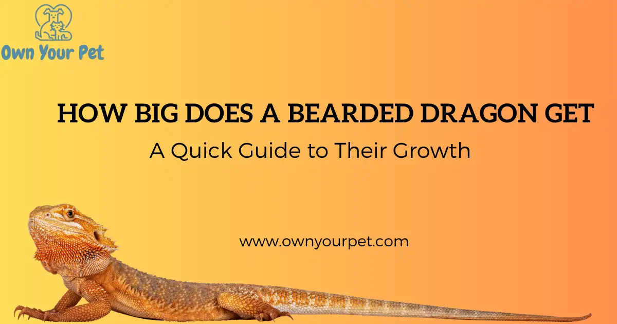 How Big Does a Bearded Dragon Get
