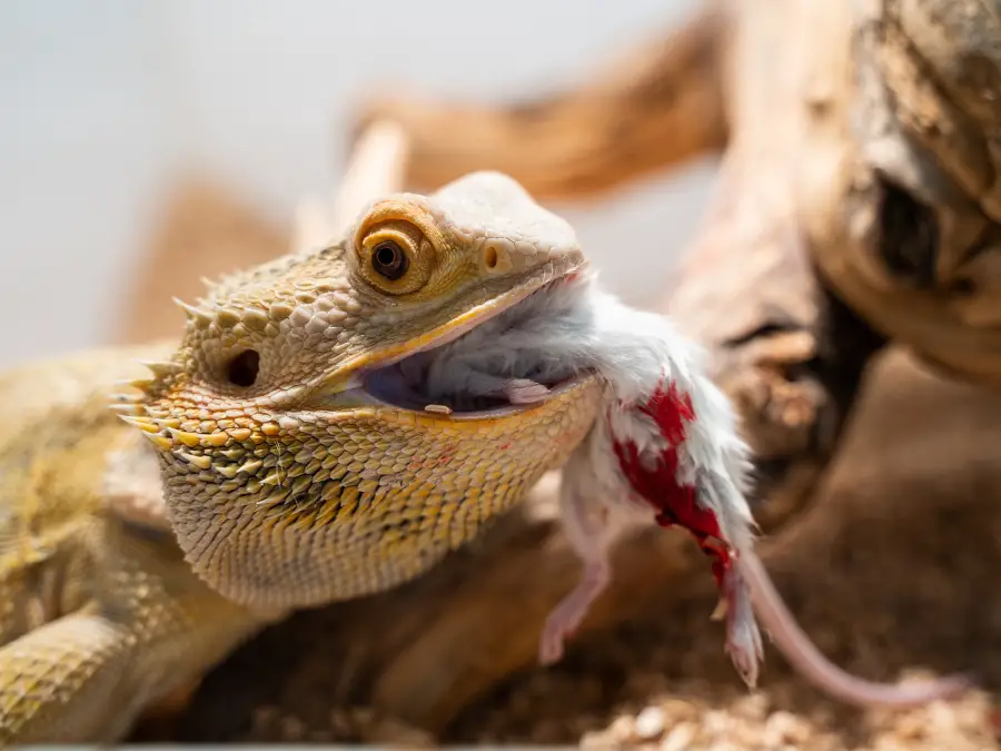 How Long Can a Bearded Dragon Go Without Eating