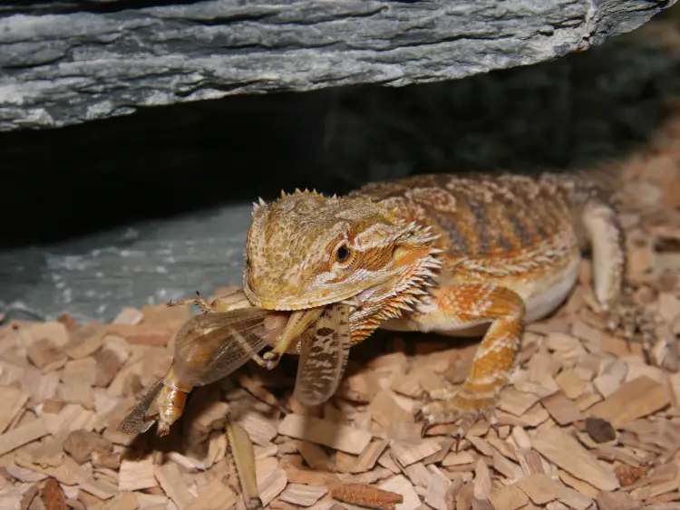 How Long Can a Bearded Dragon Go Without Eating