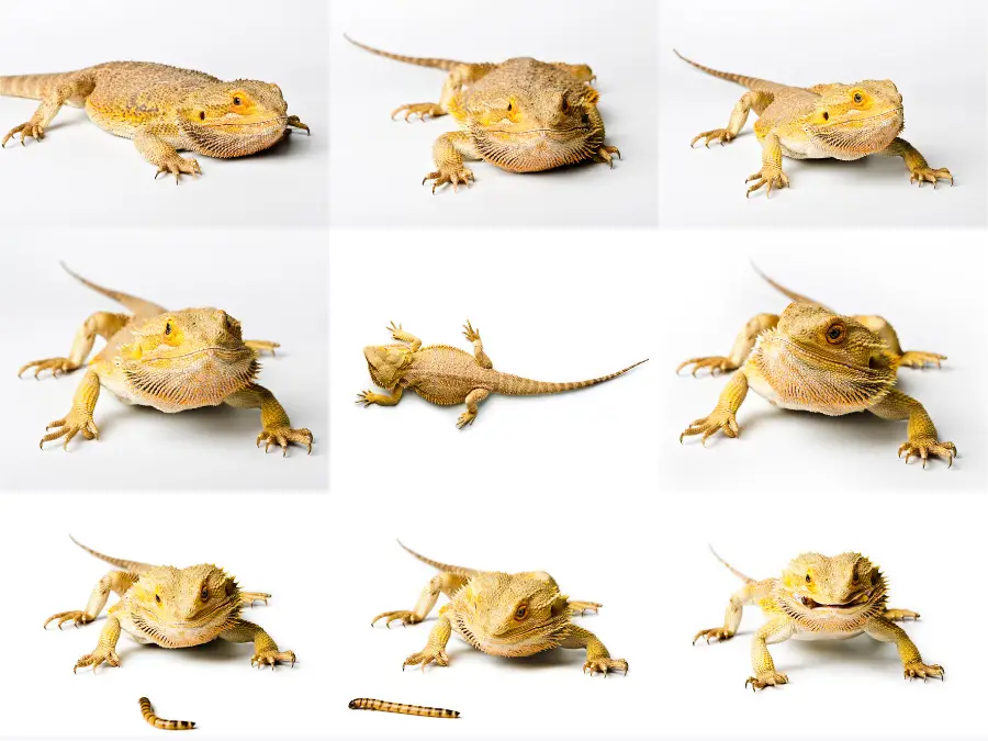 How to Tell if a Bearded Dragon is Male or Female