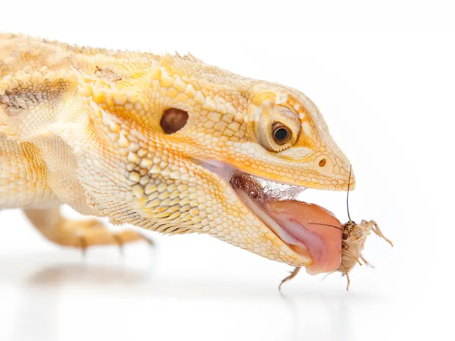 How Long Can a Bearded Dragon Live