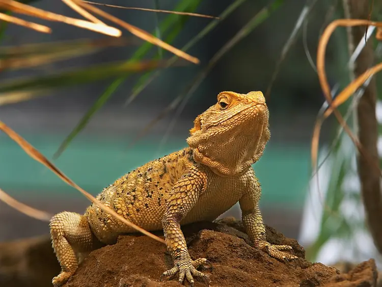 How Long Can a Bearded Dragon Live: Essential Lifespan Facts