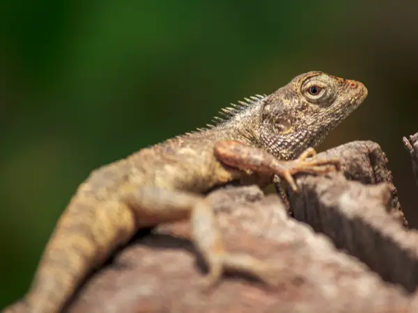 How Long Can a Bearded Dragon Live