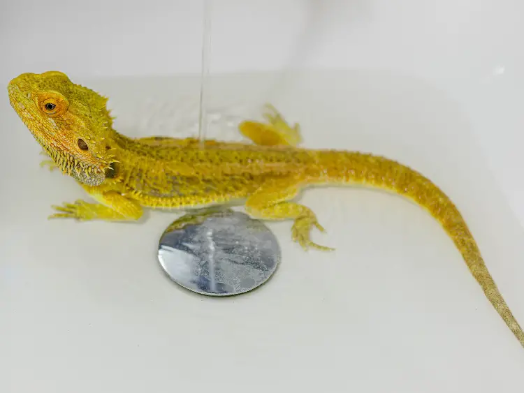How to Bathe a Bearded Dragon: A Step-by-Step Guide