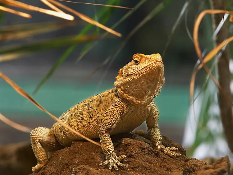 How to Bathe a Bearded Dragon: A Step-by-Step Guide
