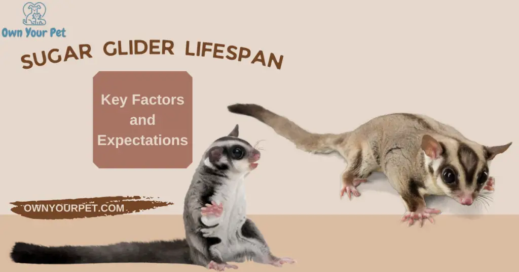 Sugar Glider Lifespan: Key Factors and Expectations