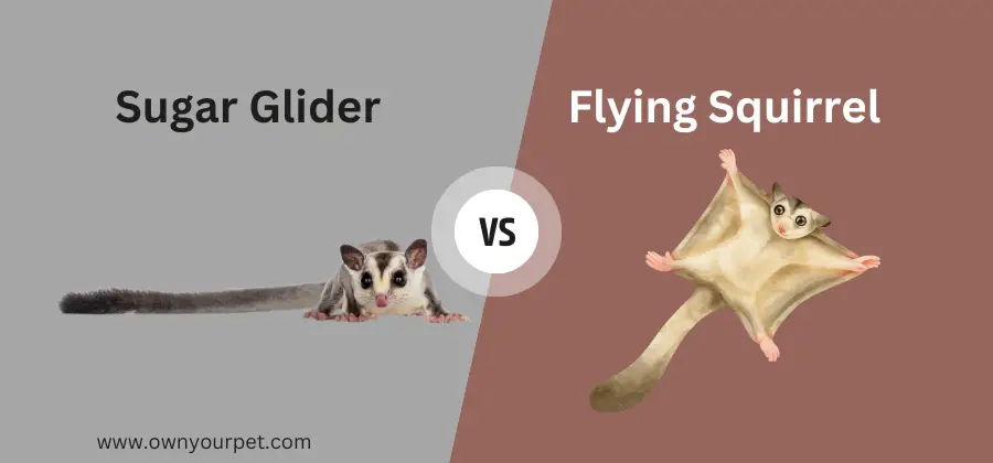 Sugar Glider vs Flying Squirrel