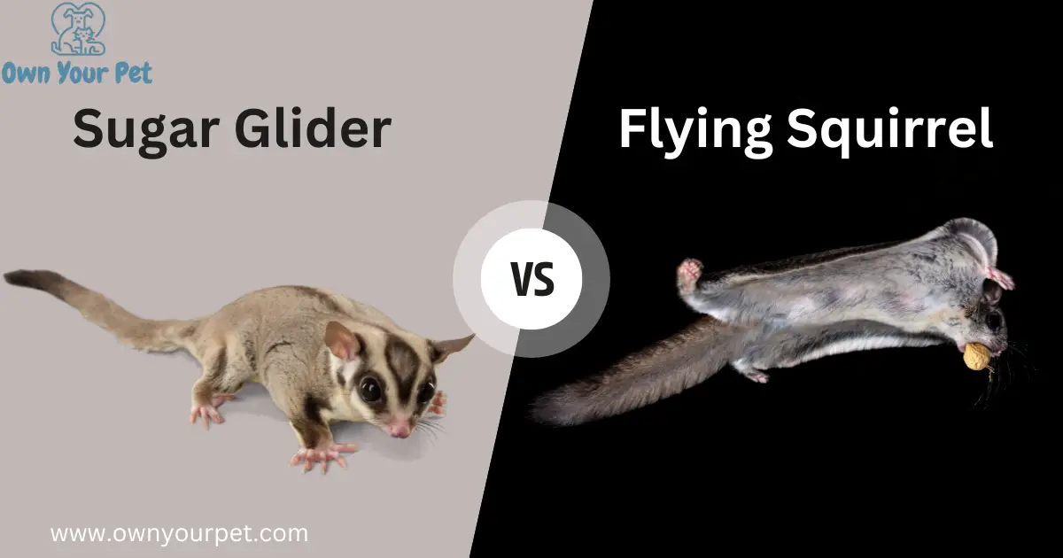 Sugar Glider vs Flying Squirrel
