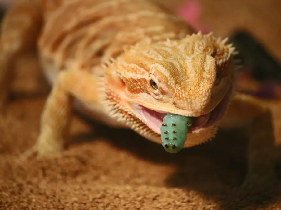 Ultimate Guide to Caring for Your Bearded Dragon