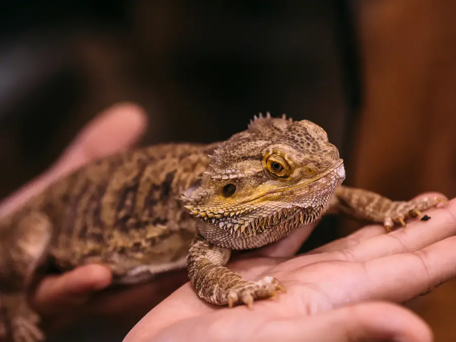 Caring for Your Bearded Dragon