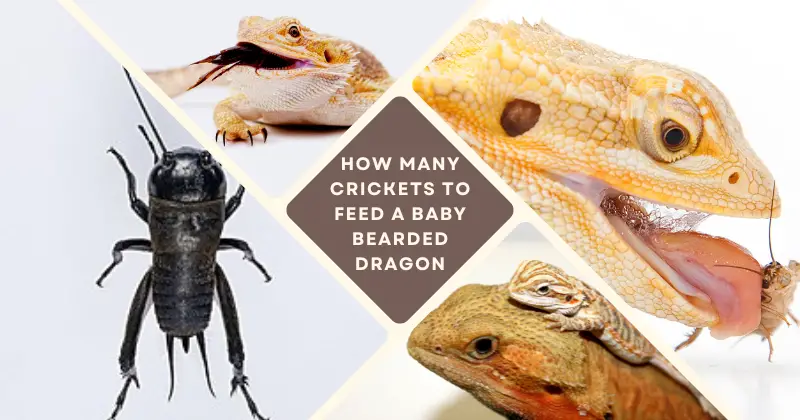 How Many Crickets to Feed a Baby Bearded Dragon: Essential Feeding Guide