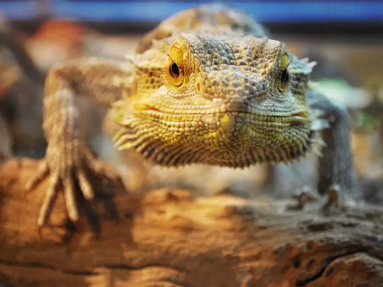 What Does It Mean When a Bearded Dragon Licks You?